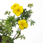 Potentilla f. Elizabeth cont. 1,3L