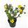 Potentilla f. Elizabeth cont. 1,3L