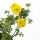 Potentilla f. Elizabeth cont. 1,3L
