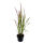 Imperata Red Baron