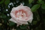 Rose New Dawn Rosa Kletterrose und Duftend