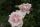 Rose New Dawn Rosa Kletterrose und Duftend