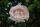 Rose New Dawn Rosa Kletterrose und Duftend