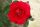 Rose Santana® Rote Kletterrose und Duftende Blüte