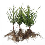 common yew, English yew, or European yew.