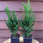 Taxus Media Hillii