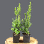 Taxus Media Hicksii