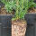 Taxus Media Hicksii