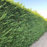 Bastardzypresse Leylandii oder Leyland-Zypresse 60 cm im...