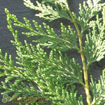 Bastardzypresse Leylandii oder Leyland-Zypresse 60 cm im...
