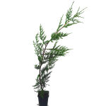 The Leyland cypress