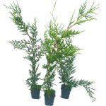 The Leyland cypress