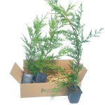 The Leyland cypress