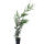 The Leyland cypress