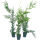 The Leyland cypress