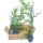 The Leyland cypress