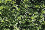 Heckenelement Eibe 150 x 100 cm - Taxus baccata