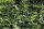 Taxus baccata  Heckenelement Eibe 150 cm