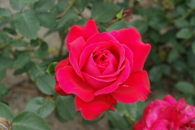 Red Dame de Coeur stem rose