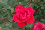 Red Dame de Coeur stem rose