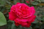 Red Dame de Coeur stem rose