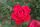 Red Dame de Coeur stem rose