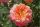 Stammrose Augusta Luise® TANgust