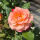 Stammrose Augusta Luise® TANgust