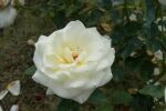 True Love Stammrose weiß 60 - 80 cm