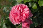 Rose Leonardo da Vinci® Stammrose