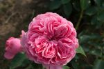 Rose Leonardo da Vinci® Stammrose