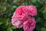 Rose Leonardo da Vinci® Stammrose
