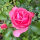 Rose Leonardo da Vinci® Stammrose
