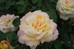 Gloria Dei / Peace - Stammrose Gloria Dei / Peace  80-100cm