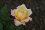 Gloria Dei / Peace - Stammrose Gloria Dei / Peace  80-100cm