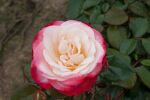 Nostalgie® TANeiglat - 60-80cm Stammrose