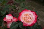 Nostalgie® TANeiglat - 60-80cm Stammrose