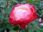 Nostalgie® TANeiglat - 60-80cm Stammrose