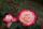 Nostalgie® TANeiglat - 60-80cm Stammrose
