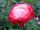 Nostalgie® TANeiglat - 60-80cm Stammrose