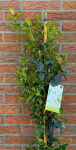 Confederate jasmine or Star jasmine