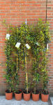 Confederate jasmine or Star jasmine