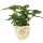 Blumentopf Ø 14x14 cm Gelb Keramik Zitrone Innenblumentopf