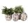 Blumentopf Ø 17x16 cm Beige Blau Keramik Blumen Innenblumentopf
