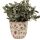Blumentopf Ø 11x10 cm Beige Rot Keramik Erdbeeren Innenblumentopf