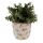 Blumentopf Ø 13x12 cm Beige Blau Keramik Oliven Innenblumentopf