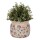 Blumentopf Ø 16x13 cm Beige Keramik Blumen
