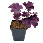 Purpurglöckchen Forever Purple