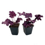 Purpurglöckchen Forever Purple