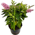 Zwerg Sommerflieder Butterfly Candy Little Pink